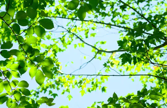 吉祥女子中学校・高等学校の教育の写真