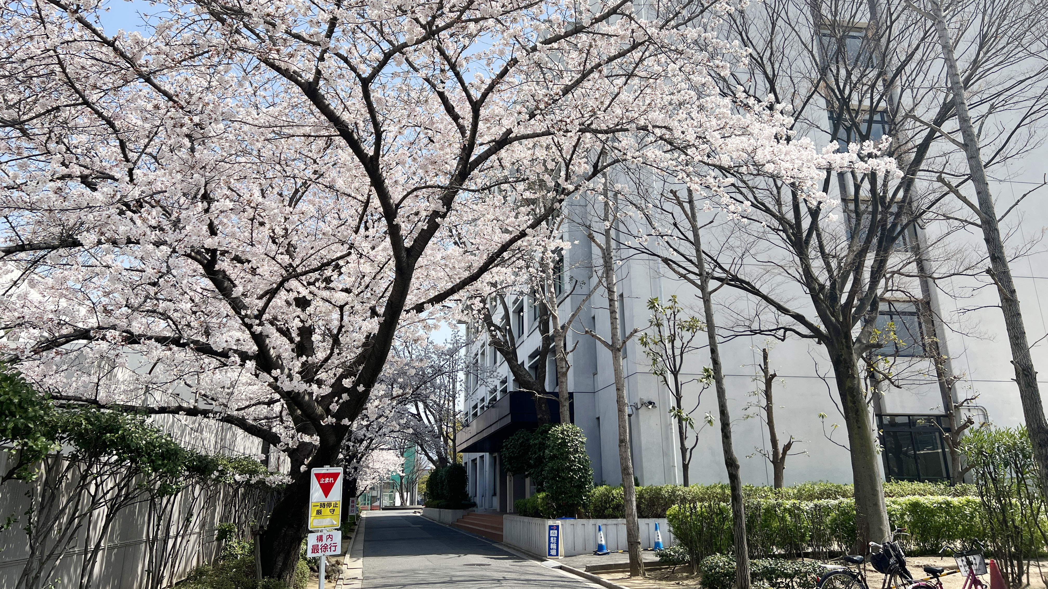 中学校校舎前の桜並木